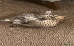 Mixed Breed cats for sale: Silver tabby  - Image 3