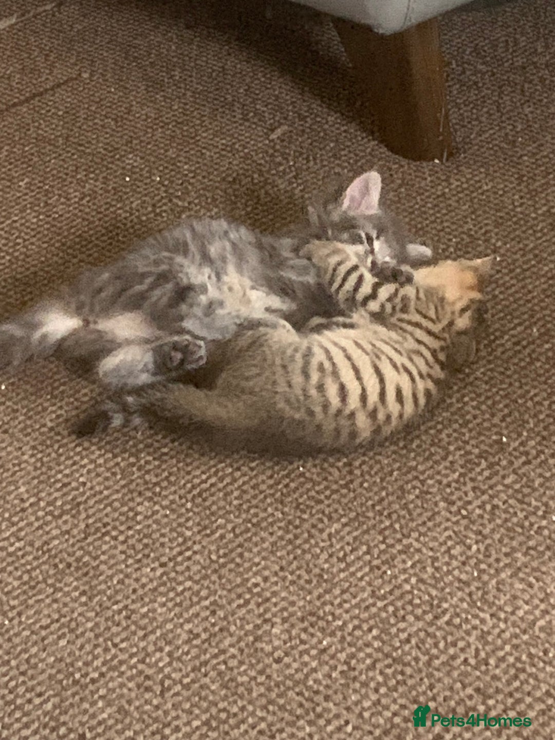 Mixed Breed cats for sale: Silver tabby  - Image 3