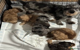 Cavapoo dogs for sale: Beautiful Cavapoo puppies  - Image 4