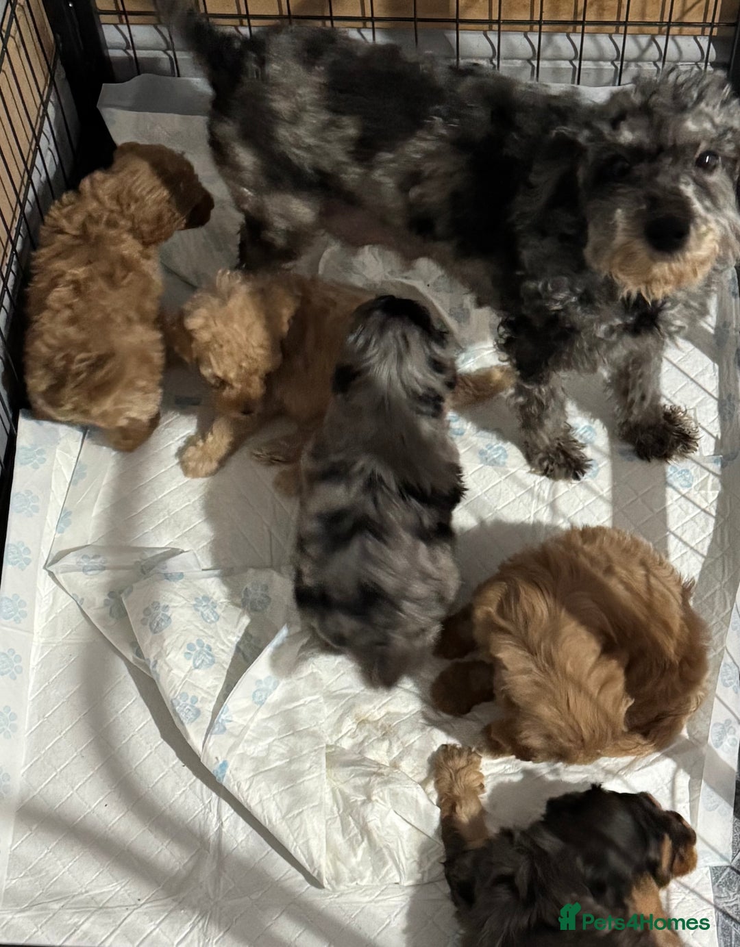 Cavapoo dogs for sale: Beautiful Cavapoo puppies  - Image 4