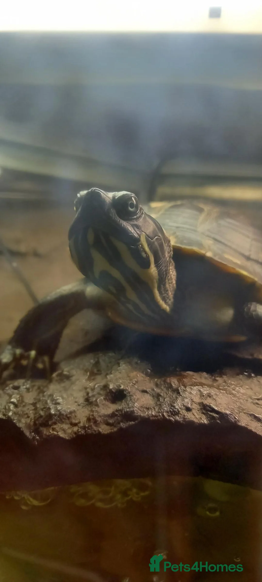 Turtle reptiles for sale: Turtles to a good home - Advert 5