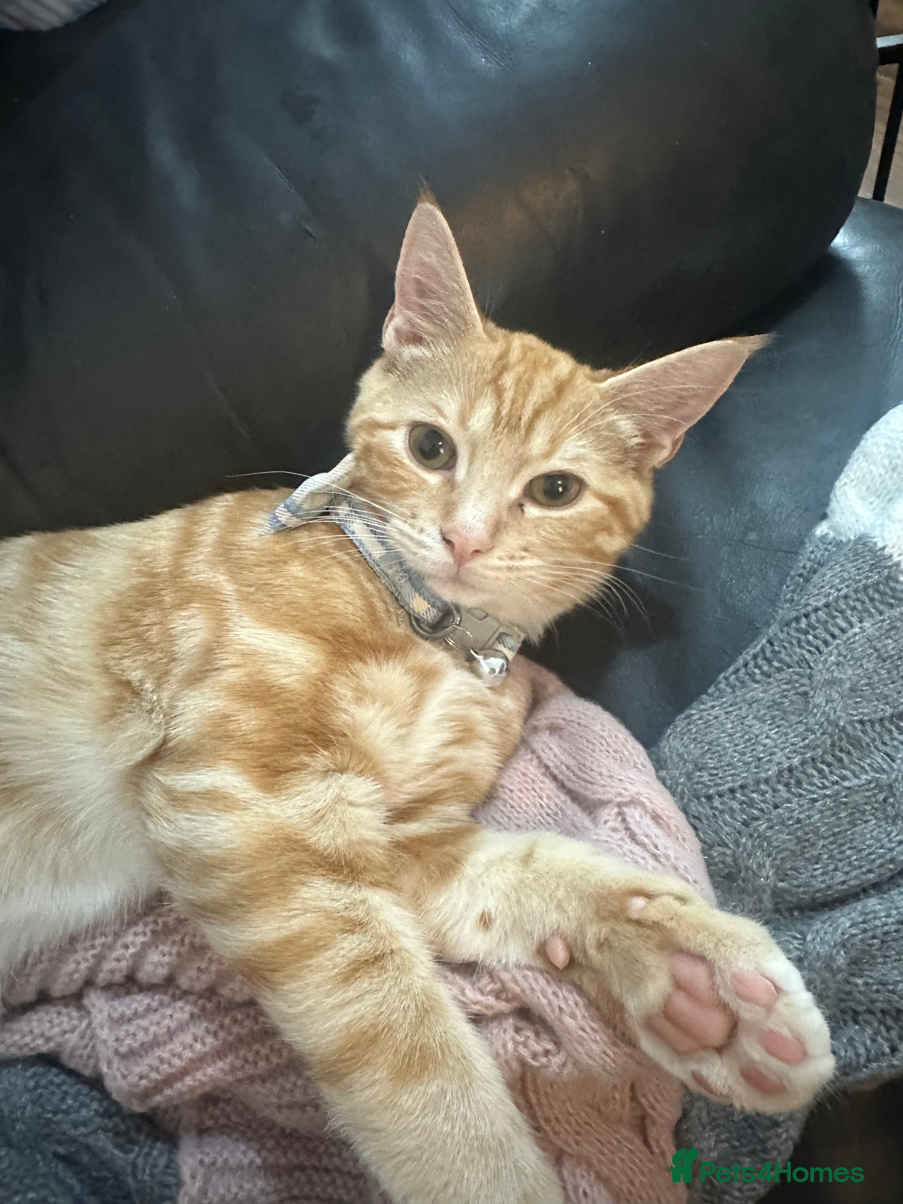 Ragdoll cats male kitten ragdoll cross bengal x  - Advert 14