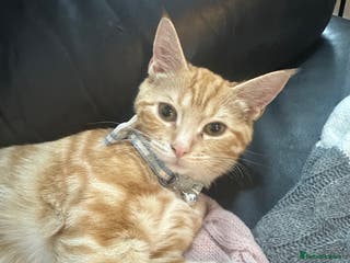 Ragdoll cats male kitten ragdoll cross bengal x - Advert 11