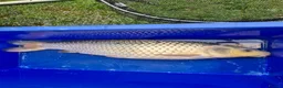 Koi Carp fish for sale: Pond closure - Advert 18
