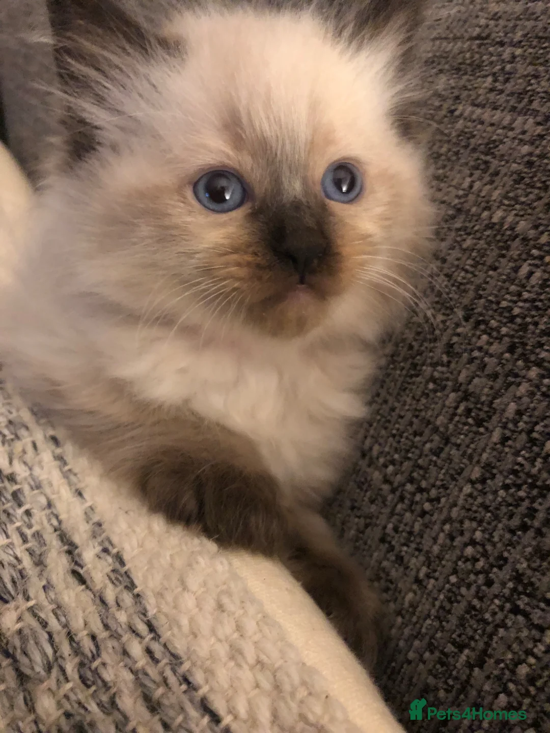 Ragdoll cats for sale: Beautiful ragdoll kitties  - Advert 1
