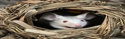 Mouse rodents for sale: Two mice to rehome - neutered boy and intact girl. - Advert 1