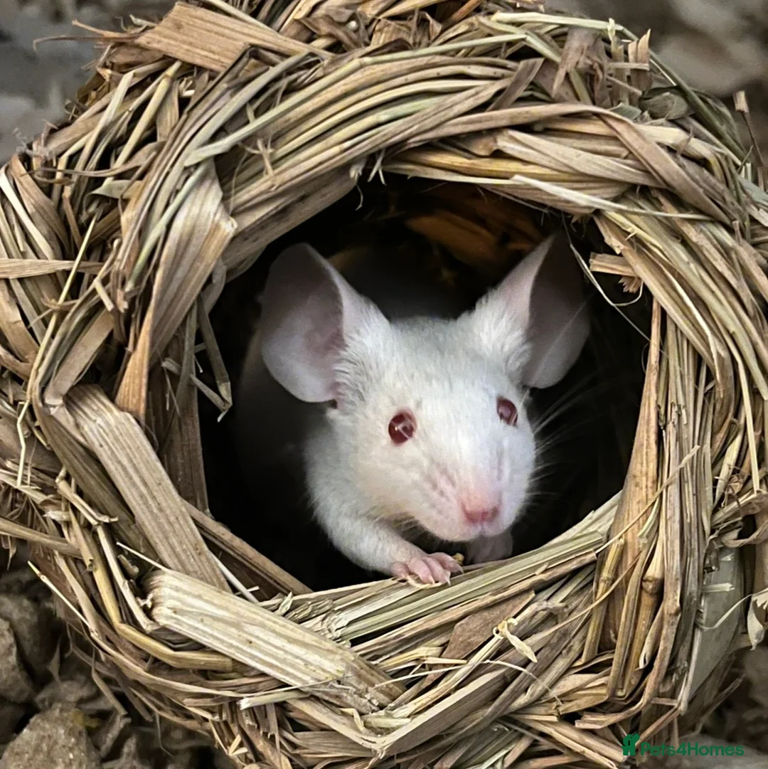 Mouse rodents for sale: Two mice to rehome - neutered boy and intact girl. - Advert 1