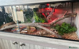 Python Snake reptiles for sale: Ball python  - Image 5
