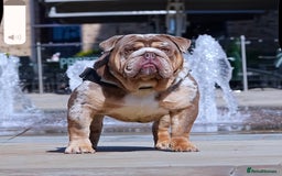 English Bulldog dogs for sale: QUALITY ENGLISH BULLDOG PUPPIES - Image 21