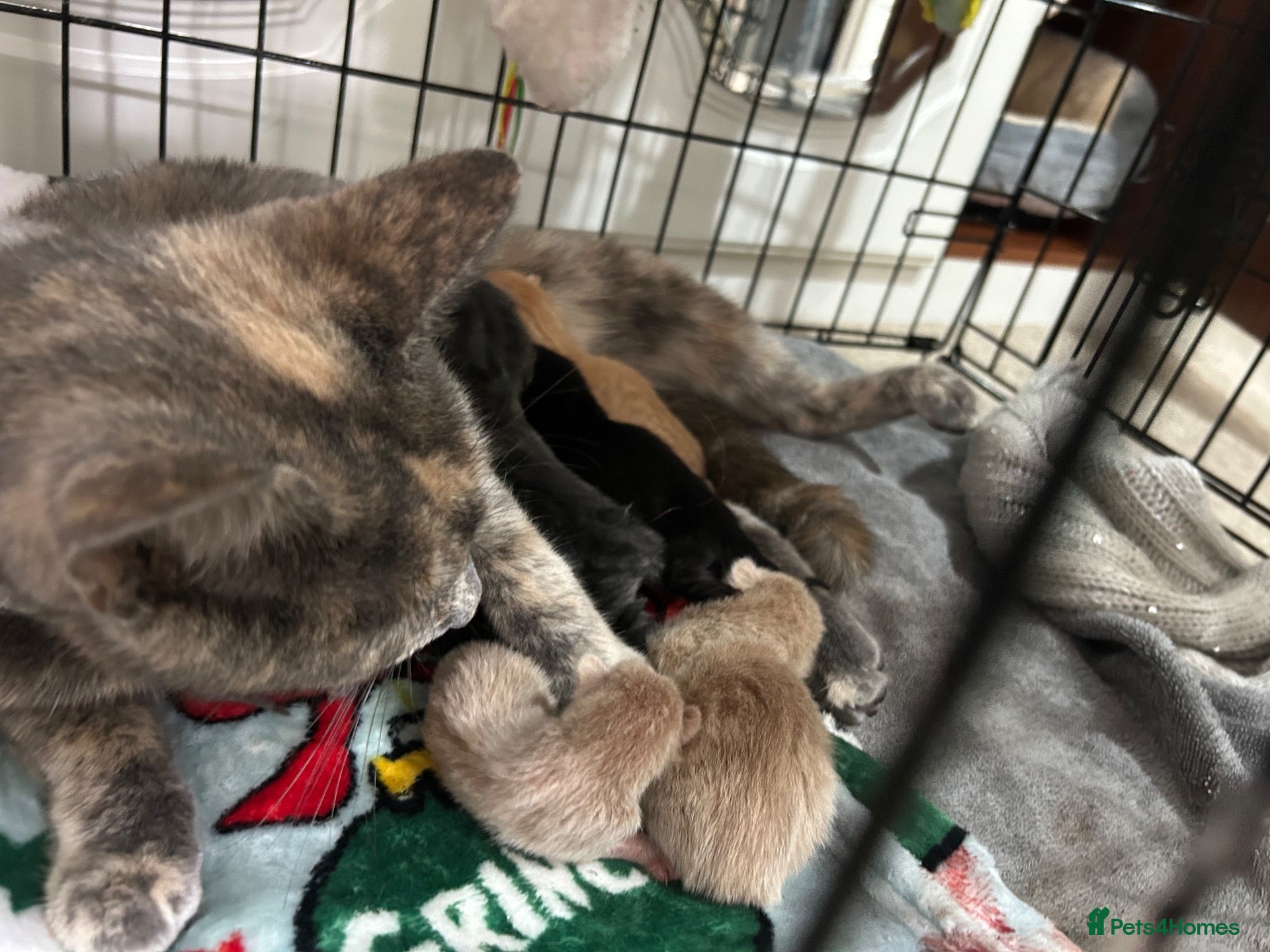 Domestic Shorthair cats for sale: 5 Beautiful kittens, READY TO GO!  - Advert 1
