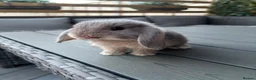 Mini Lop rabbits for sale: Mini lop female - Advert 2