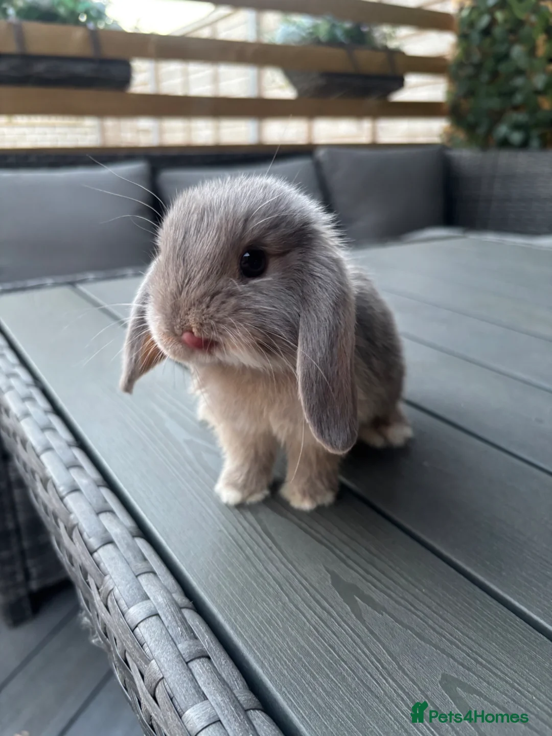 Mini Lop rabbits for sale: Mini lop female - Advert 2