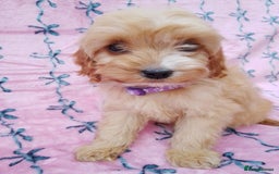 Cavapoo dogs for sale: Exceptional cavapoo puppies  - Image 6