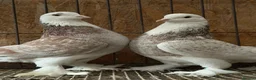 Pigeons birds for sale: FANCY WEST OF ENGLAND TUMBLERS  - Advert 14