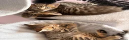 British Shorthair cats for sale: Adorable BSH BLH kittens ready to go. - Advert 6