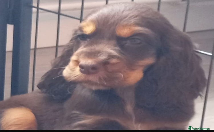 Cocker Spaniel dogs - Advert 8