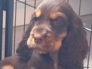 Cocker Spaniel dogs - Advert 23