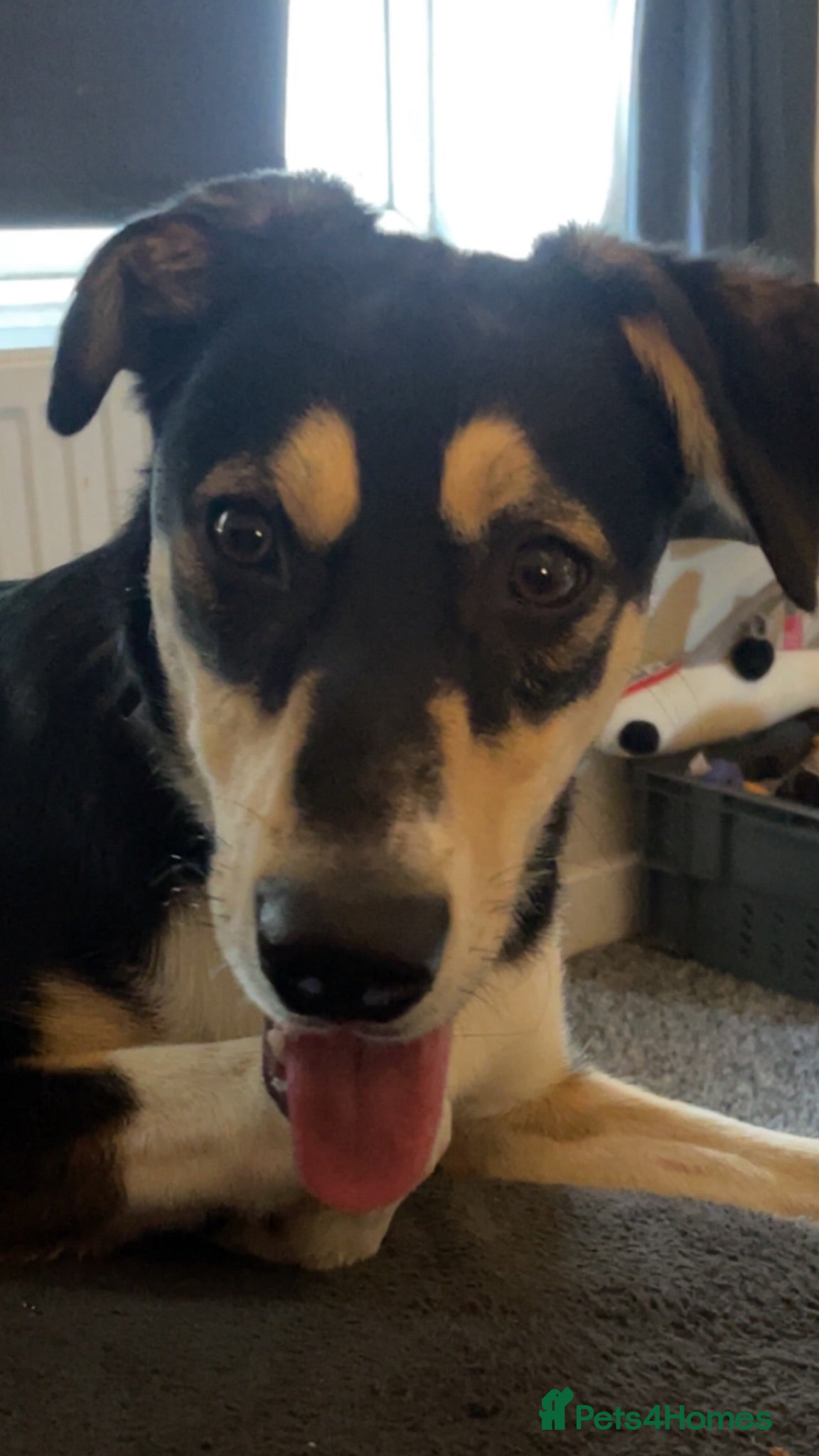 Mixed Breed dogs Collie x saluki  - Advert 5