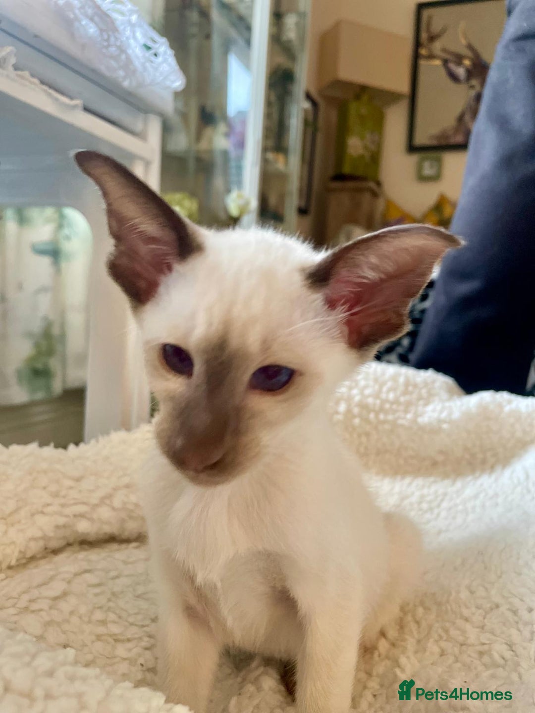 Oriental cats for sale: 7 GCCF Oriental & Siamese Kittens - Advert 4