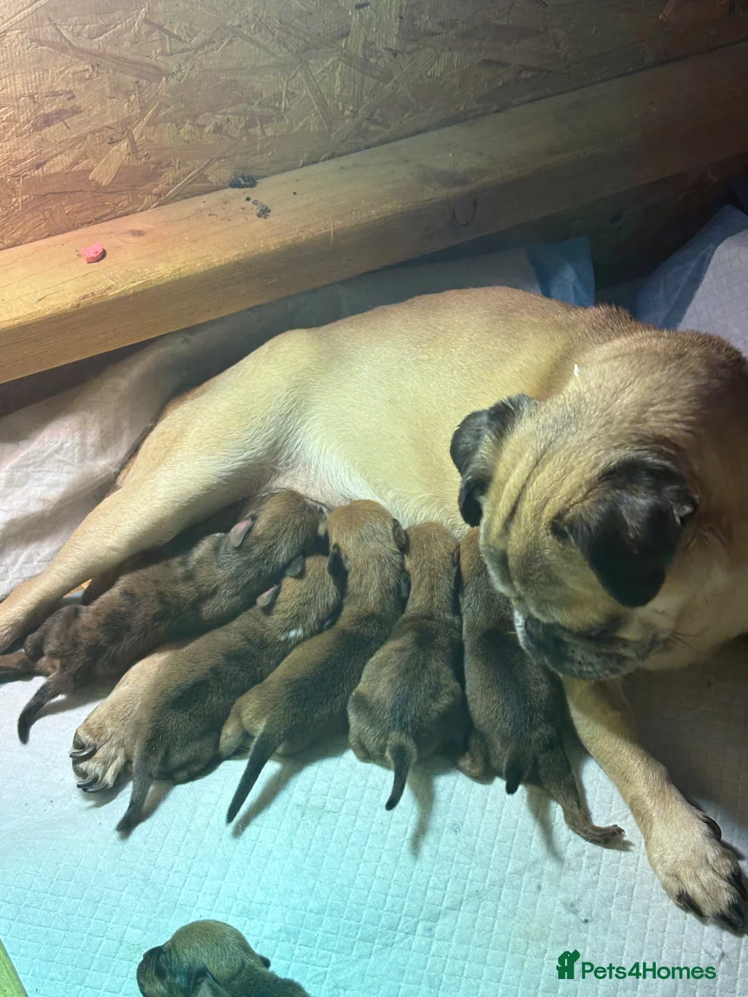 Mixed Breed dogs for sale: Mixed litter  in Doncaster - Advert 5