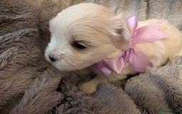 Maltese dogs for sale: Beautiful Small Size Maltese ONLY TWO PUPPIES LEFT - Image 12