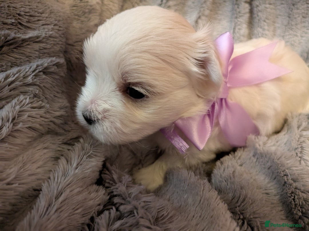 Maltese dogs for sale: Beautiful Small Size Maltese ONLY TWO PUPPIES LEFT - Image 12