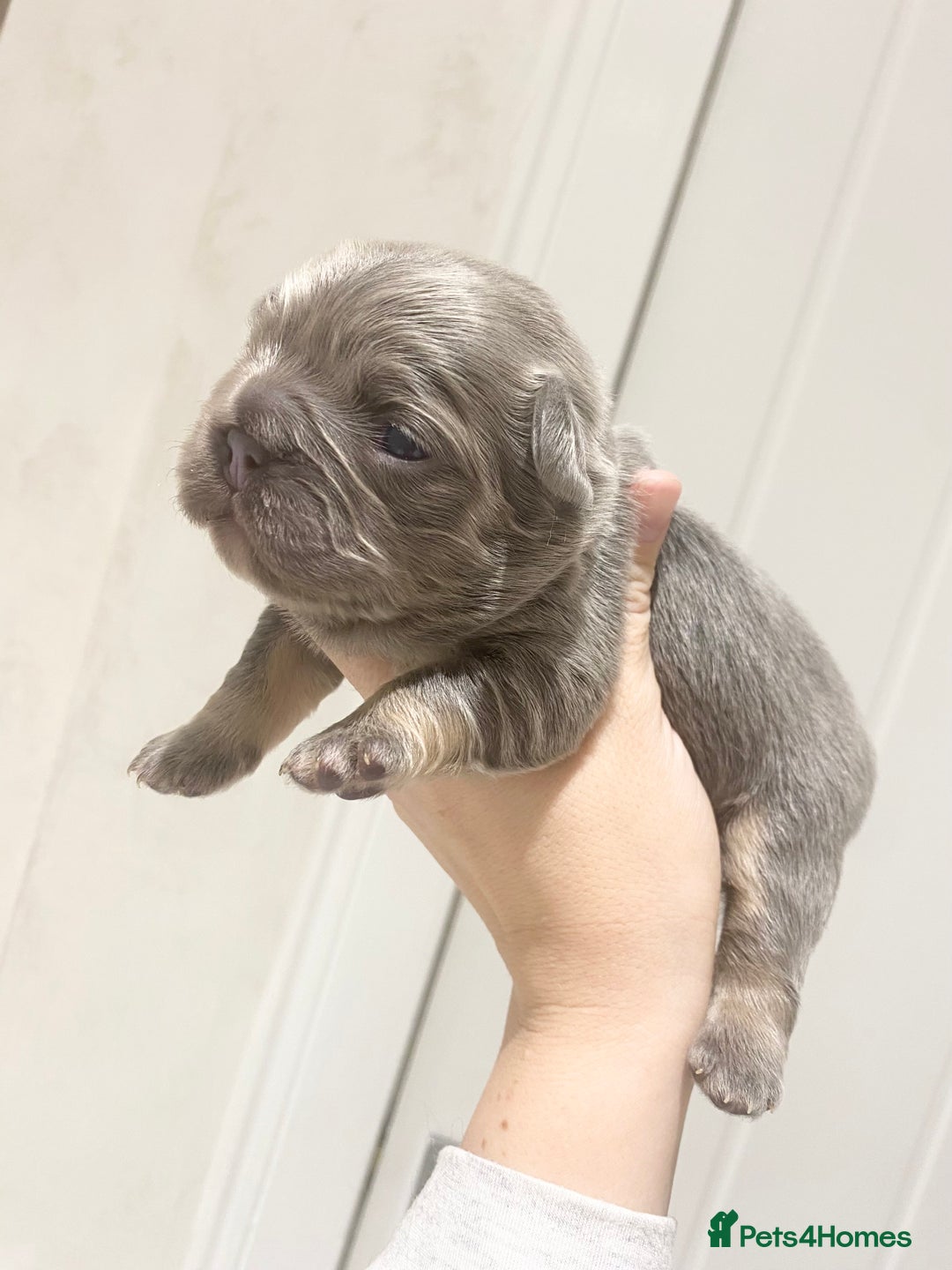 French Bulldog dogs for sale: TINY TEDDY BEAR FRENCH BULLDOG PUPS  - Advert 9