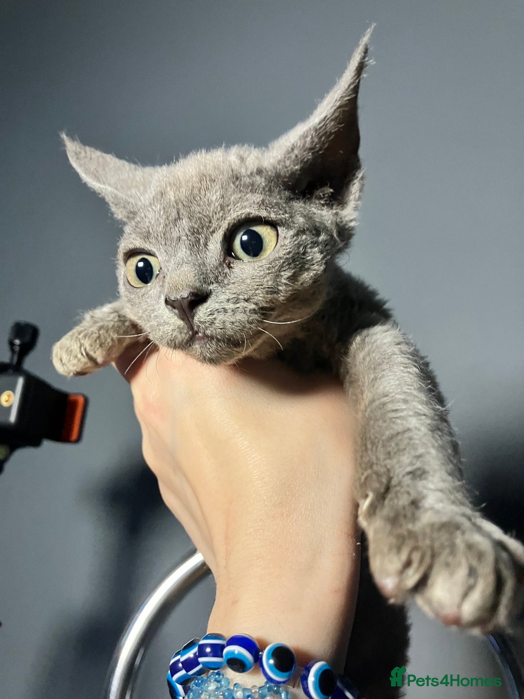 Devon Rex cats for sale: GCCF registered - Devon Rex Kittens - Advert 20