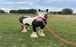 Irish Cob horses for sale: Gyspy offers considered - Image 11
