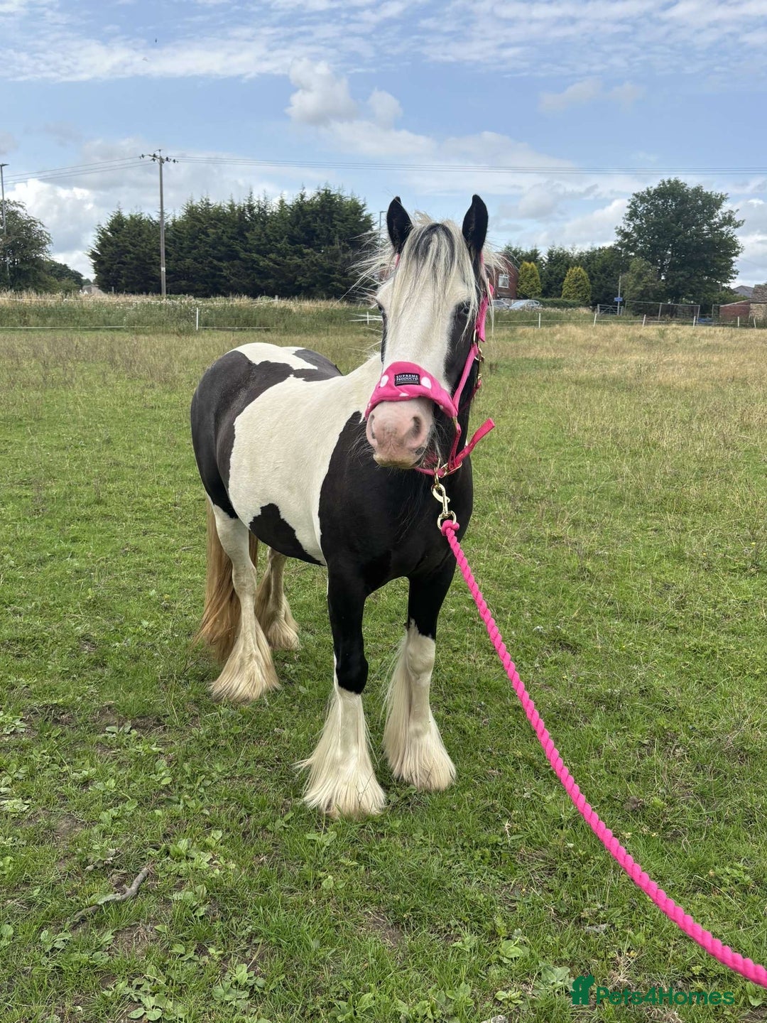 Irish Cob horses for sale: Gyspy offers considered - Image 11