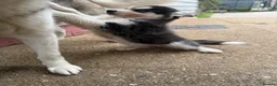 Siberian Husky dogs for sale: Puppy Siberian Husky  - Advert 5