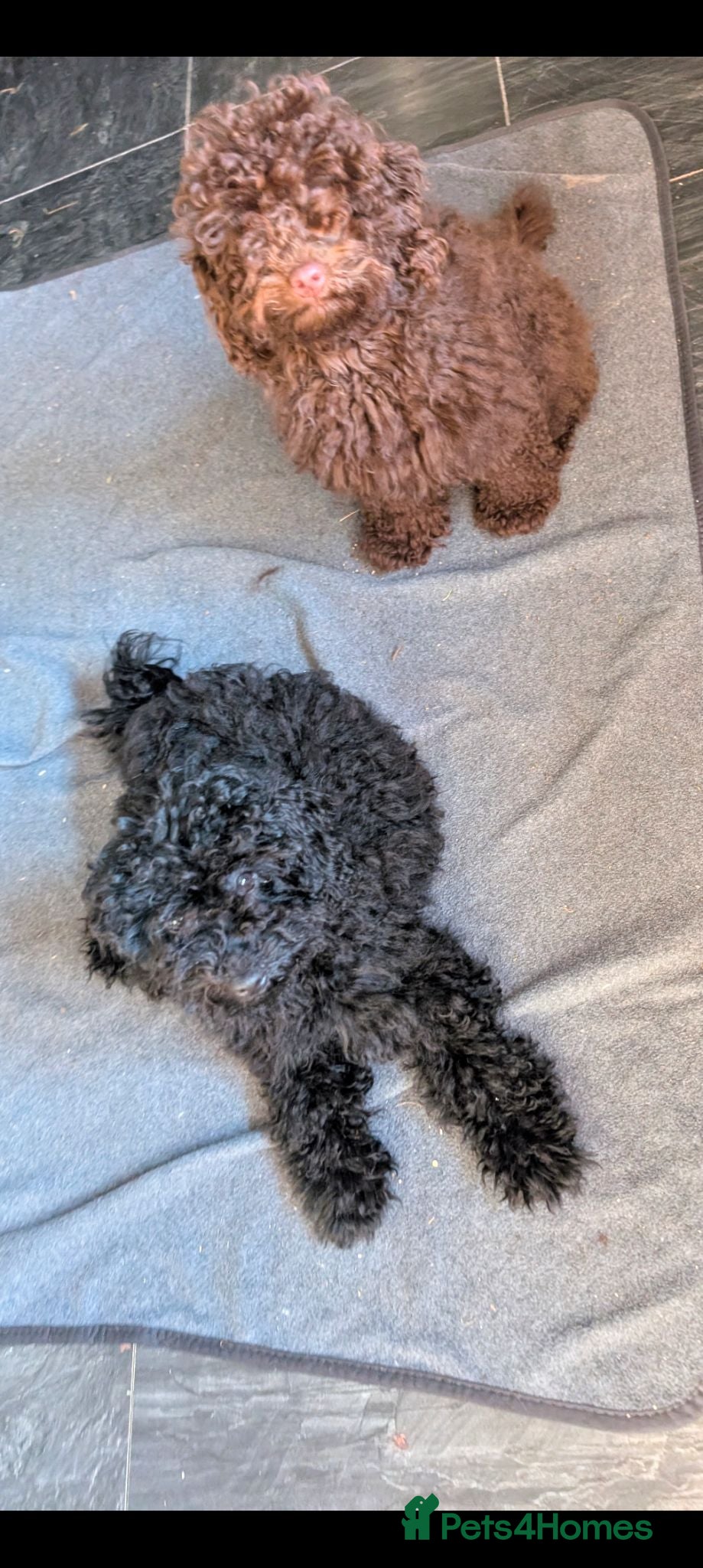Labradoodle dogs 🐾Quality F1BB Fluffy Mini Labradoodle Pups🐾  - Advert 1
