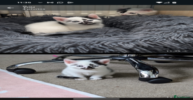 Mixed Breed cats - Advert 16