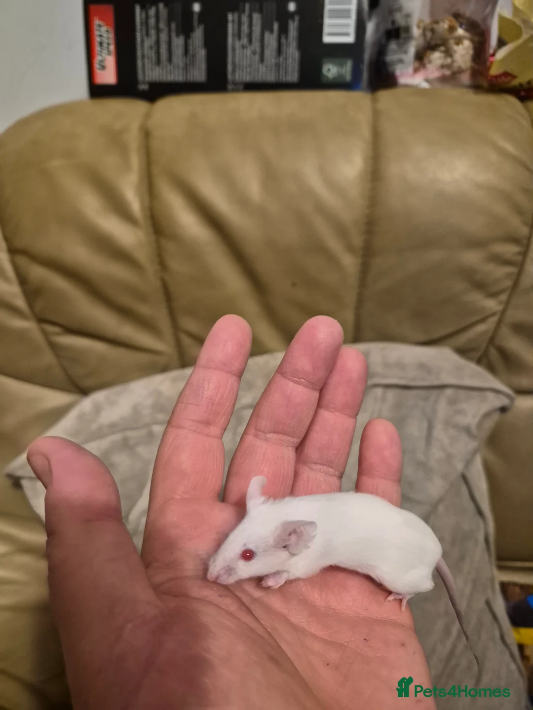 Mouse rodents for sale: 8 Cute Female Baby Fancy Mice - Advert 3