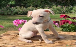 Italian Greyhound dogs for sale: Italian greyhound puppies KC reg European Lineage in Leeds - Image 7