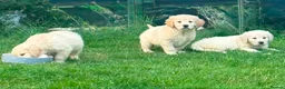 Golden Retriever dogs for sale: GOLDEN RETREIVER PUPPIES - Advert 14