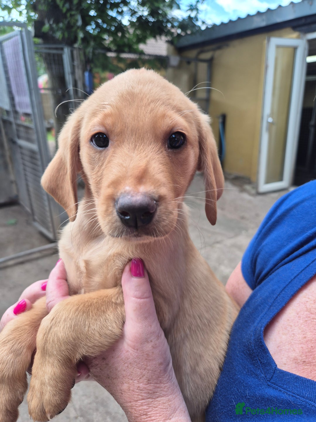 Labrador Retriever dogs for sale: Beautiful boy - Image 2
