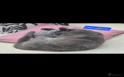 Siberian cats for sale: Beautiful Siberian x BSH kittens  - Image 24