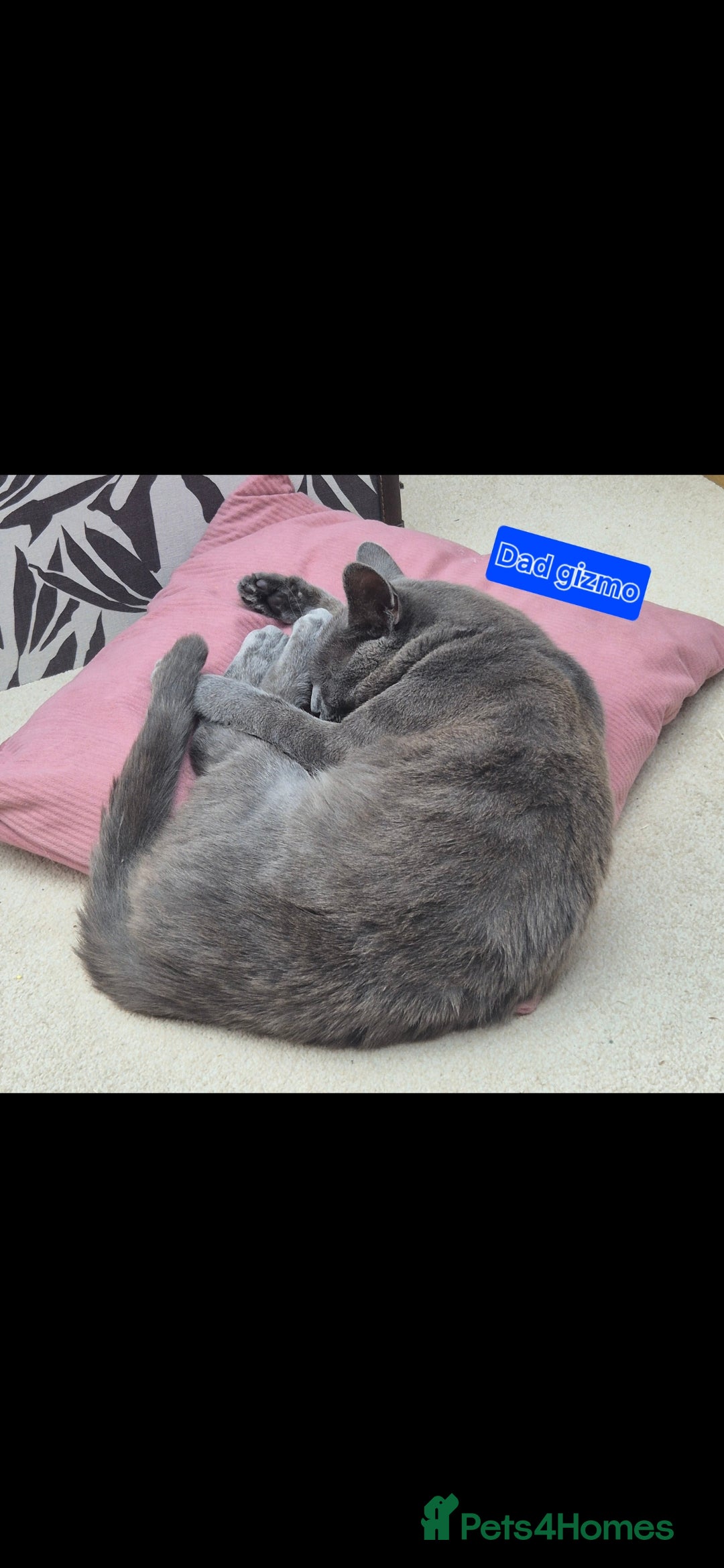 Siberian cats for sale: Beautiful Siberian x BSH kittens  - Image 24