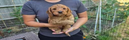 Cockapoo dogs for sale: Cockapoo Puppy Girl Ready Next Week Health Test  - Advert 3