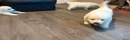 White Swiss Shepherd dogs for sale: Beautiful Swiss Shepherd puppies kc reg 1 boy left - Advert 8