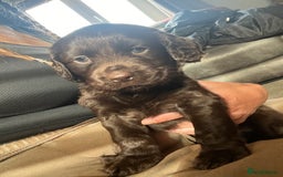 Cocker Spaniel dogs for sale: Cocker spaniel puppies - Advert 4