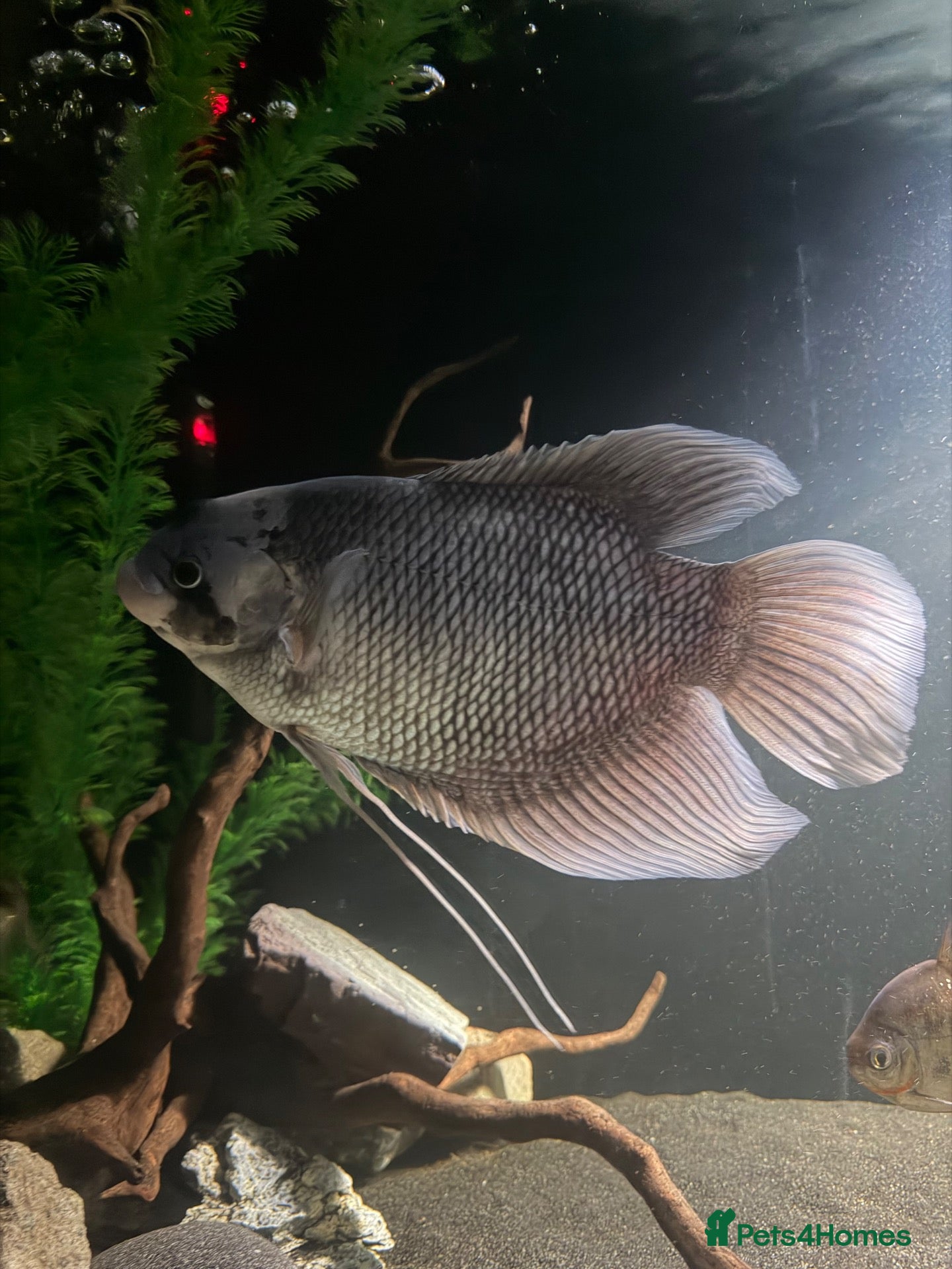 Gouramis fish for sale: Giant gourami for free NEED GONE SOON  - Advert 1