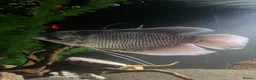 Gouramis fish for sale: Giant gourami for free NEED GONE SOON  in Hertford - Advert 1