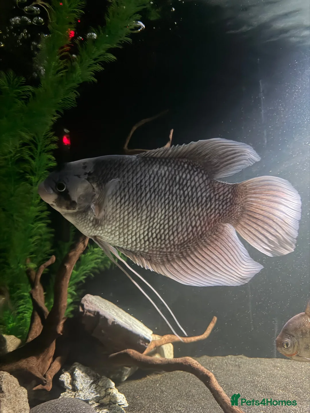 Gouramis fish for sale: Giant gourami for free NEED GONE SOON  in Hertford - Advert 1
