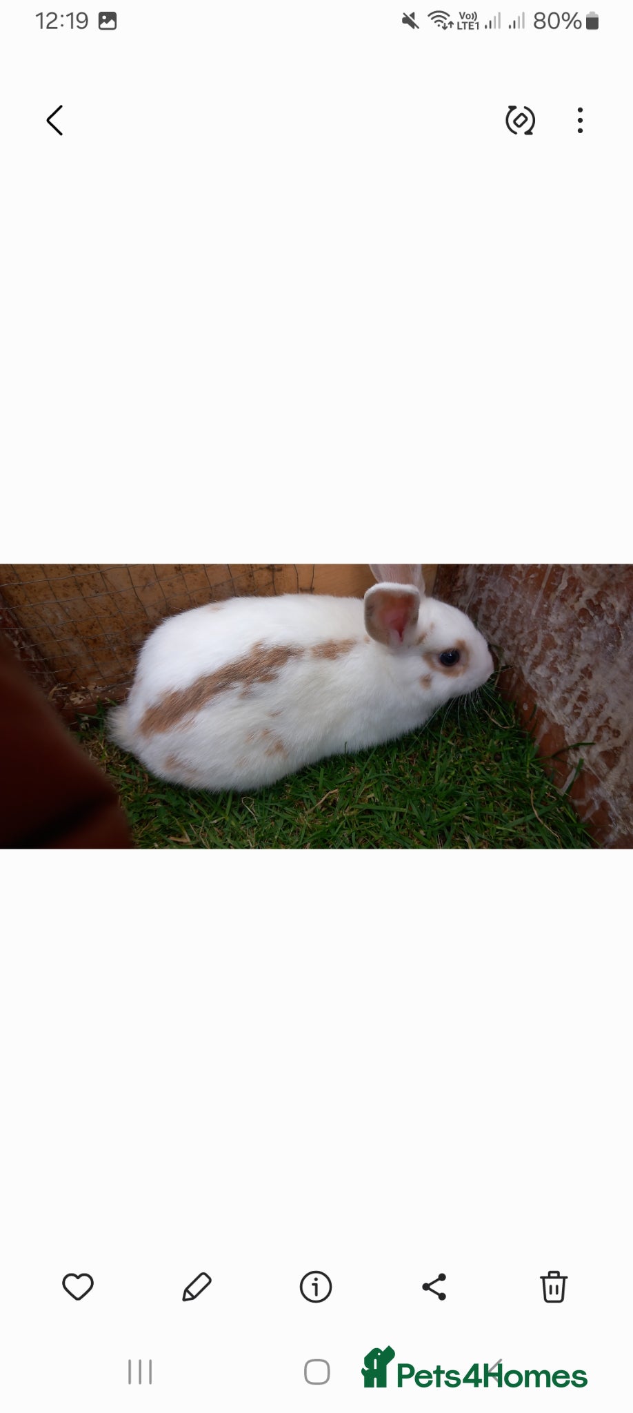 Lionhead rabbits mixed lion head mini lop 🐰 - Advert 9
