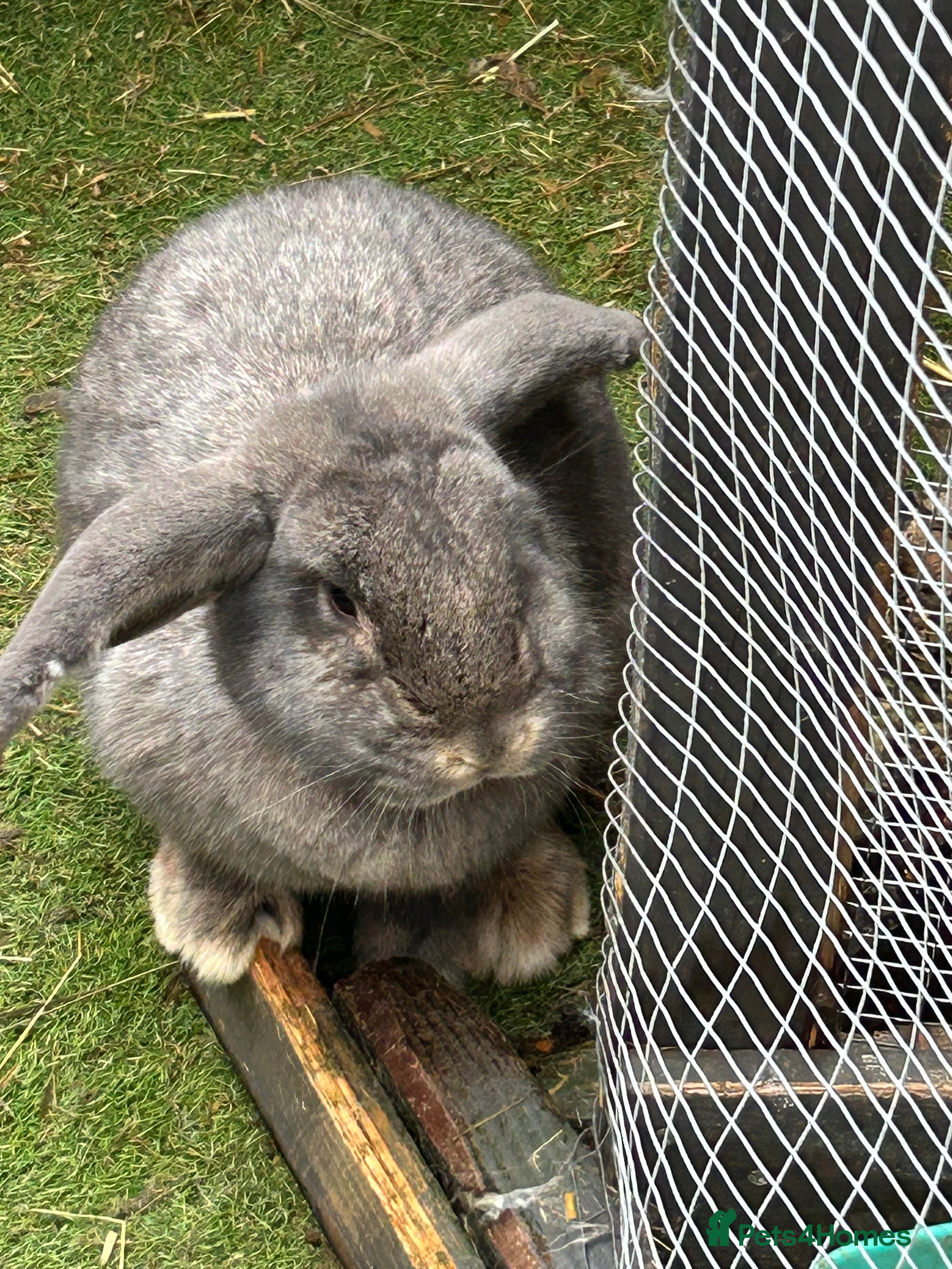 Mixed Breed rabbits Lionhead/ French giant mixed breed - Advert 5