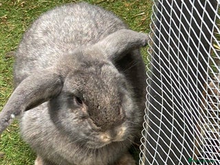 Mixed Breed rabbits Lionhead/ French giant mixed breed - Advert 3