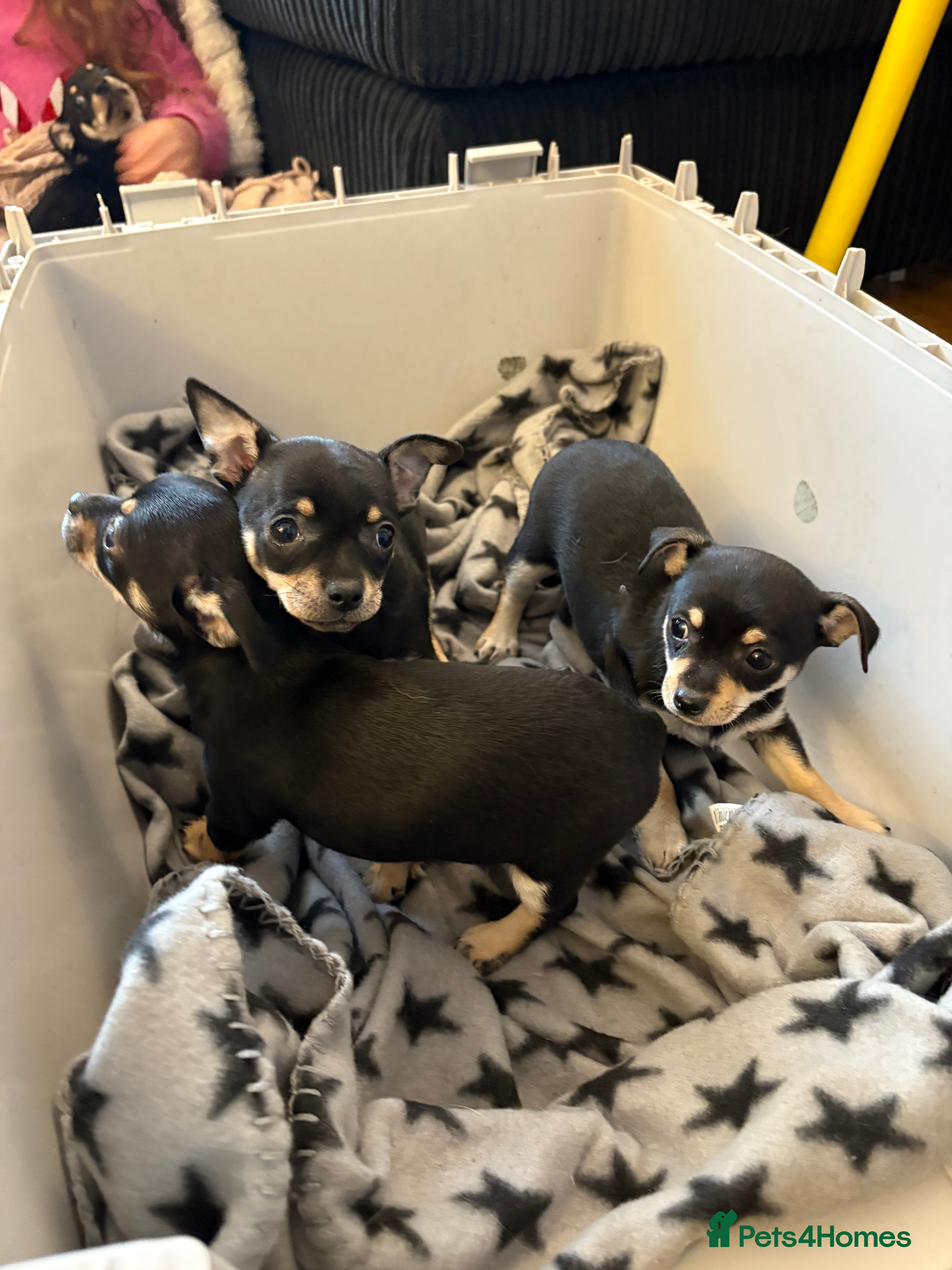 Mixed Breed dogs 🐶 Adorable Miniature Pinscher×Chihuahua Puppies - Advert 3