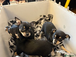 Mixed Breed dogs 🐶 Adorable Miniature Pinscher×Chihuahua Puppies - Advert 3